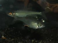 Bittervoorn [Rhodeus amarus]